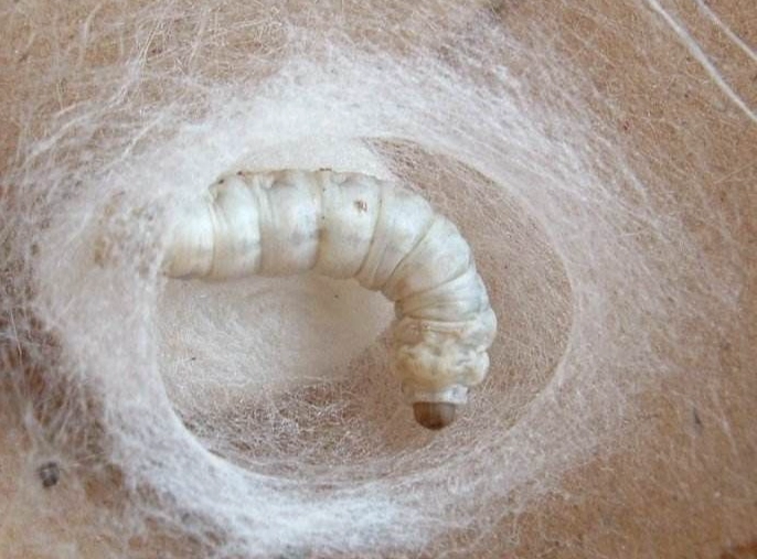 how silk is made