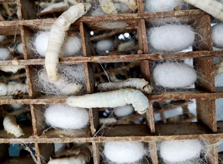 sericulture
