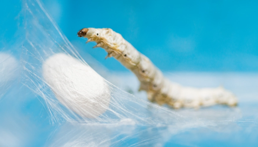 sericulture