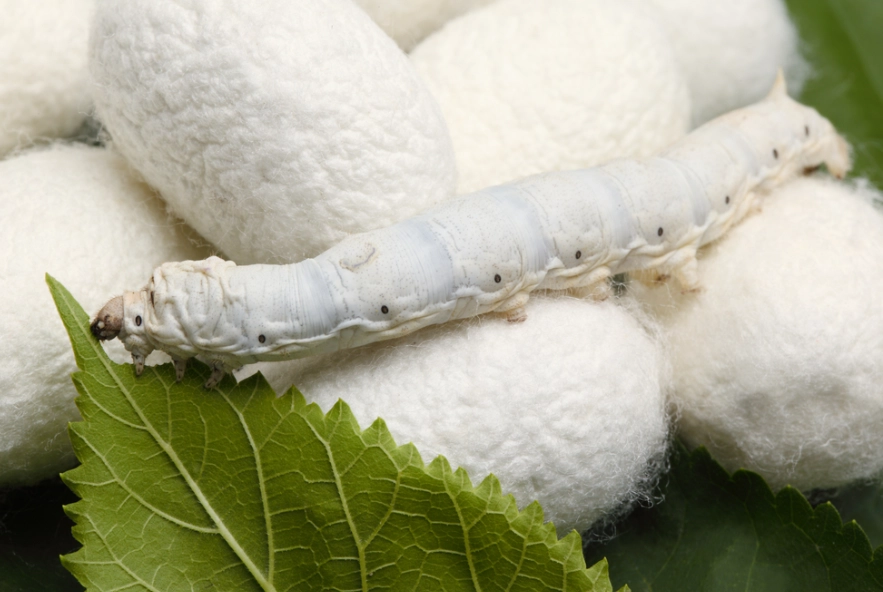 how silk is made