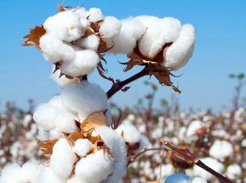 organic cotton benefits organic cotton benefits