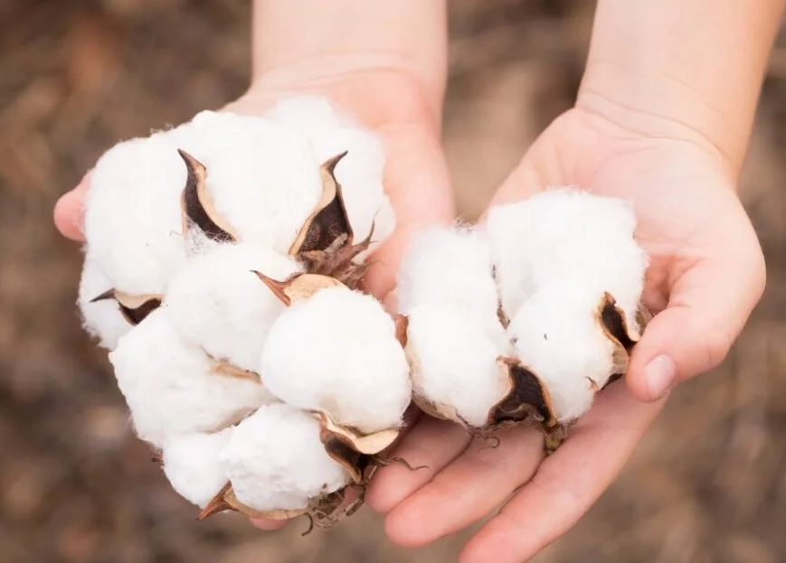 regular cotton vs organic regular cotton vs organic