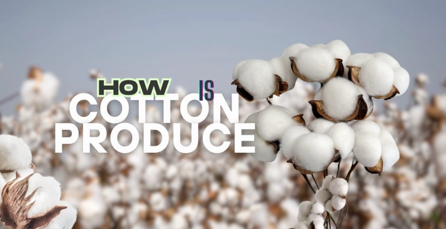 cotton to fabric process