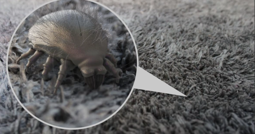 dust mite proof bedding dust mite proof bedding