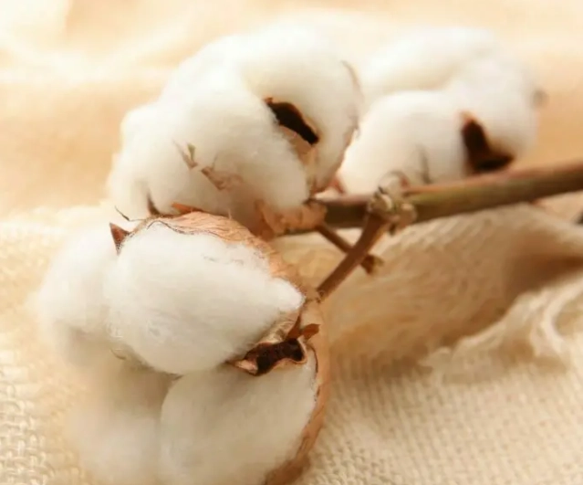 why is Egyptian cotton better why is Egyptian cotton better