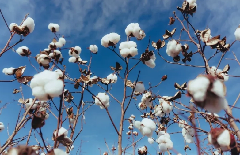 Egyptian Cotton Benefits: Unmatched Softness & Longevity